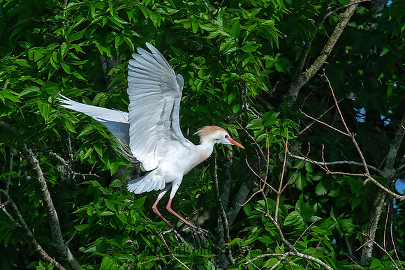 Bubulcus ibis  CATTLE EGRET 6038248z