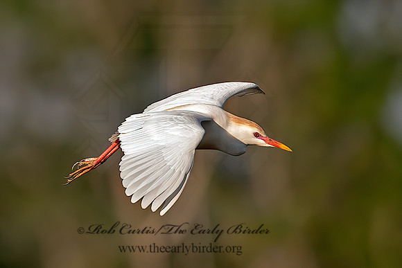 Bubulcus ibis  CATTLE EGRET 6038822z