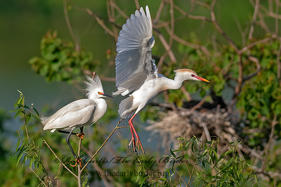 Bubulcus ibis  CATTLE EGRET 6038824z
