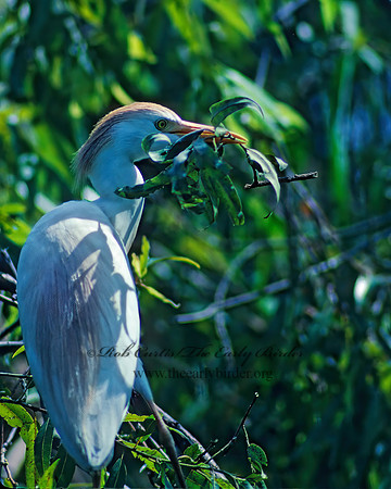 Bubulcus ibis  CATTLE EGRET 20510z