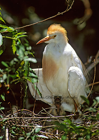 Bubulcus ibis  CATTLE EGRET 276218z
