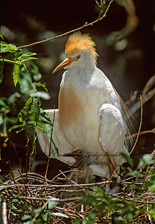 Bubulcus ibis  CATTLE EGRET 276217z