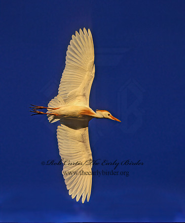 Bubulcus ibis  CATTLE EGRET 275830z