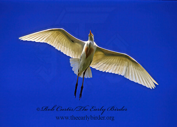 Bubulcus ibis  CATTLE EGRET 275935z