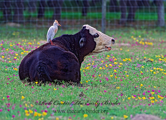 Bubulcus ibis  CATTLE EGRET 49603z