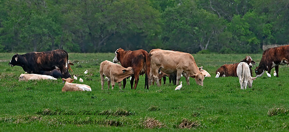 Bubulcus ibis  CATTLE EGRET 3028643z