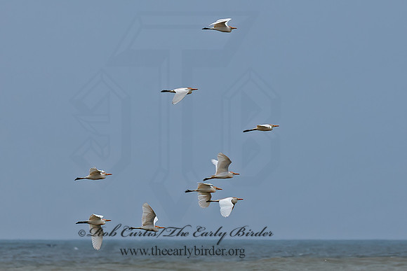 Bubulcus ibis  CATTLE EGRET 6038398z