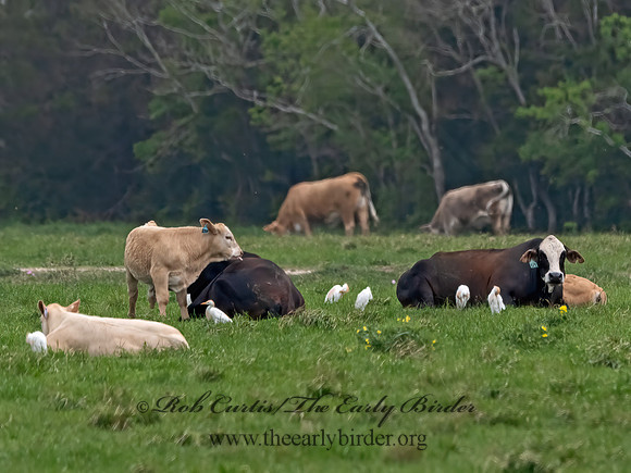Bubulcus ibis  CATTLE EGRET 3028645z