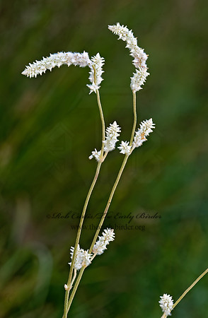 Froelichia floridana  PLAINS SNAKE COTTON 8008372z