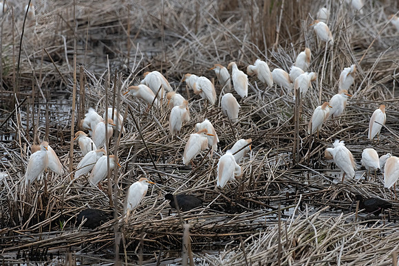 Bubulcus ibis  CATTLE EGRET 3028714z-