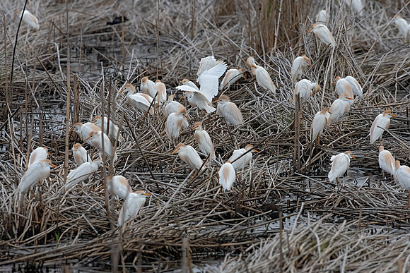 Bubulcus ibis  CATTLE EGRET 3028712z-