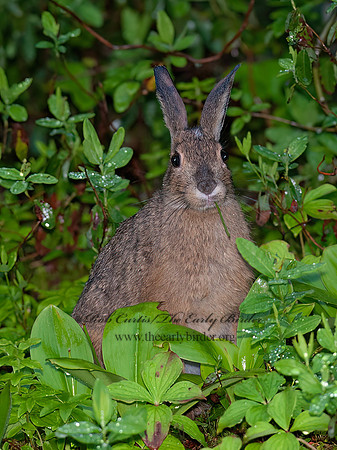 Lepus americanus  SNOWSHOE HARE 8034844z