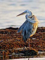 Ardea herodias WURDEMAN'S HERON 18312z