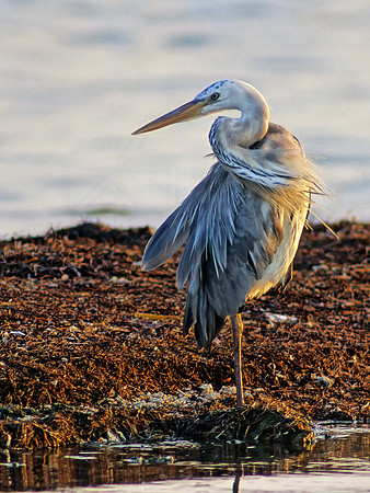 Ardea herodias  WURDEMAN'S HERON 18312z