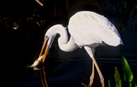 Ardea herodias GREAT WHITE HERON 270436z