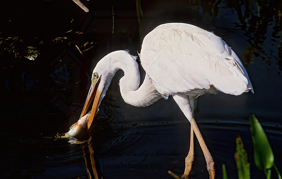 Ardea herodias  GREAT WHITE HERON 270436z