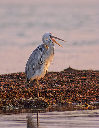 Ardea herodias  WURDEMAN'S HERON 18311z