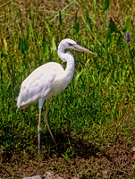 Ardea herodias GREAT WHITE HERON 270401z