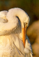 Ardea herodias GREAT WHITE HERON 259110z