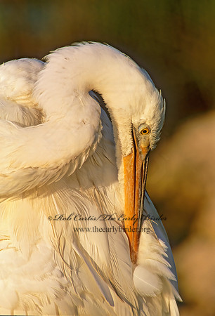 Ardea herodias  GREAT WHITE HERON 259110z