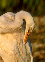 Ardea herodias GREAT WHITE HERON 259108z