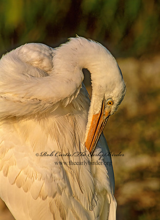 Ardea herodias  GREAT WHITE HERON 259108z