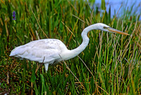 Ardea herodias GREAT WHITE HERON 249405z