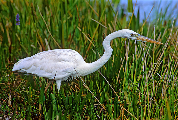 Ardea herodias  GREAT WHITE HERON 249405z
