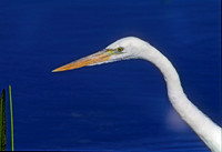 Ardea herodias GREAT WHITE HERON 249337z