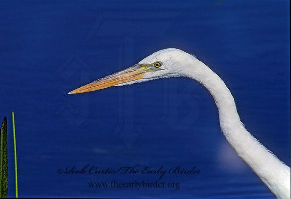 Ardea herodias  GREAT WHITE HERON 249337z