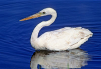 Ardea herodias GREAT WHITE HERON 249335z