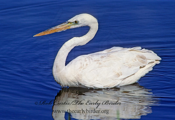 Ardea herodias  GREAT WHITE HERON 249335z