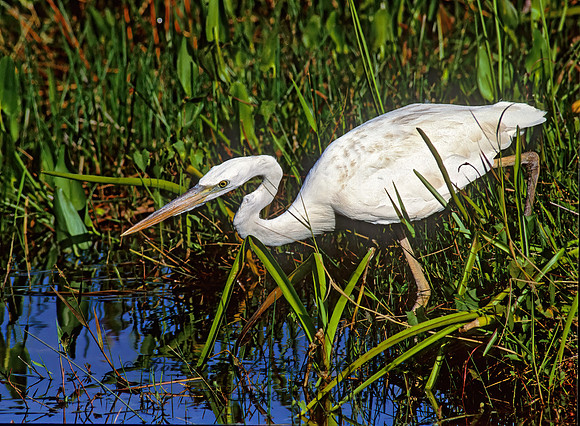 Ardea herodias  GREAT WHITE HERON 249332z