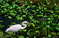 Ardea herodias GREAT WHITE HERON 248631z