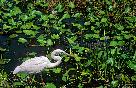 Ardea herodias  GREAT WHITE HERON 248631z
