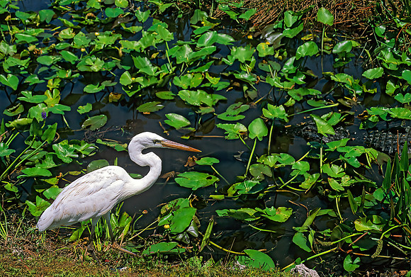 Ardea herodias  GREAT WHITE HERON 248630z