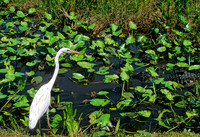 Ardea herodias GREAT WHITE HERON 248628z