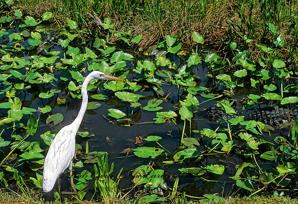 Ardea herodias  GREAT WHITE HERON 248628z