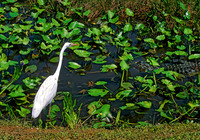Ardea herodias GREAT WHITE HERON 248627z
