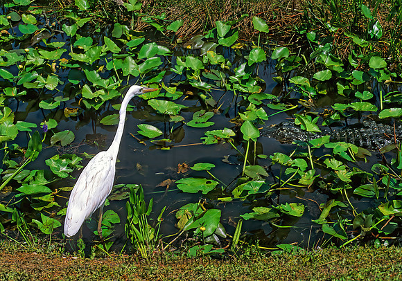 Ardea herodias  GREAT WHITE HERON 248627z
