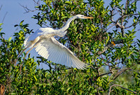 Ardea herodias GREAT WHITE HERON 20309z