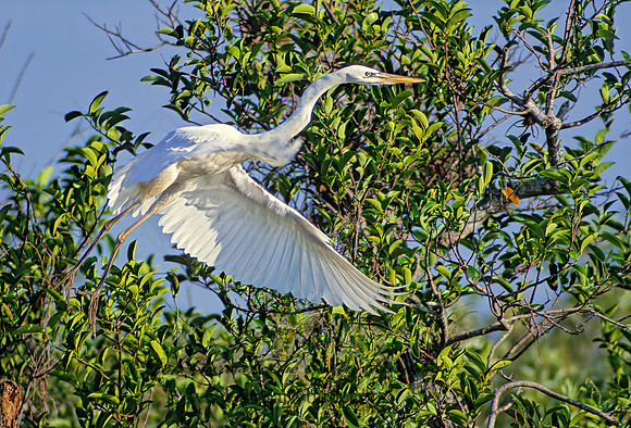 Ardea herodias  GREAT WHITE HERON 20309z