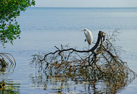 Ardea herodias  GREAT WHITE HERON 18405z