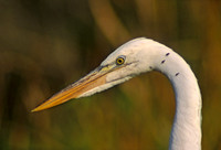 Ardea herodias GREAT WHITE HERON 18123z