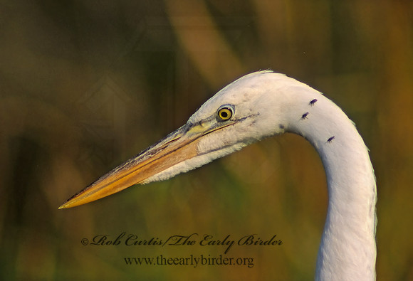 Ardea herodias  GREAT WHITE HERON 18123z