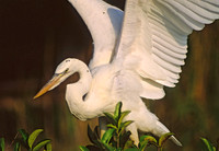 Ardea herodias GREAT WHITE HERON 18121z