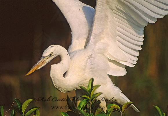 Ardea herodias  GREAT WHITE HERON 18121z