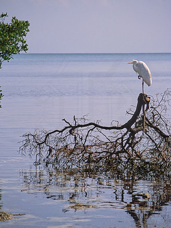 Ardea herodias  GREAT WHITE HERON 17837.1z