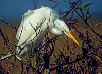Ardea herodias GREAT WHITE HERON 8817z
