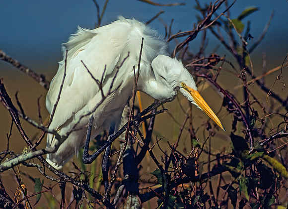 Ardea herodias  GREAT WHITE HERON 8817z